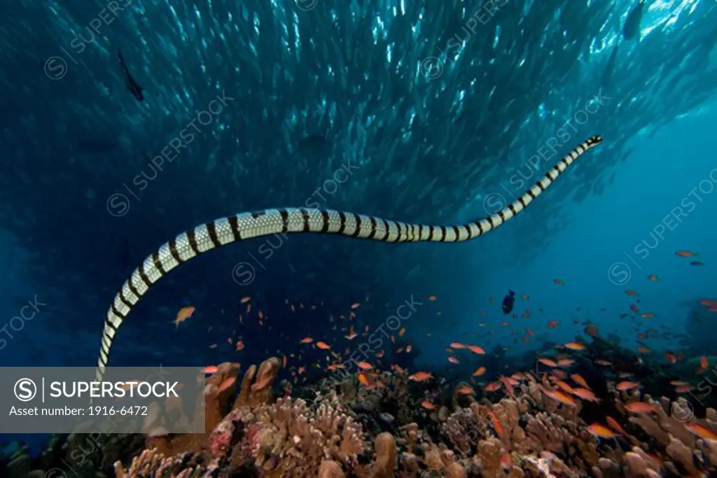 Malaysia, Banded Sea Krait or Yellow-lipped Sea Krait, (Laticauda colubrina)