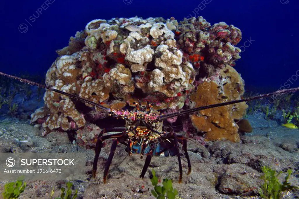 Hawaii, Banded spiny lobster, (Panulirus marginatus)