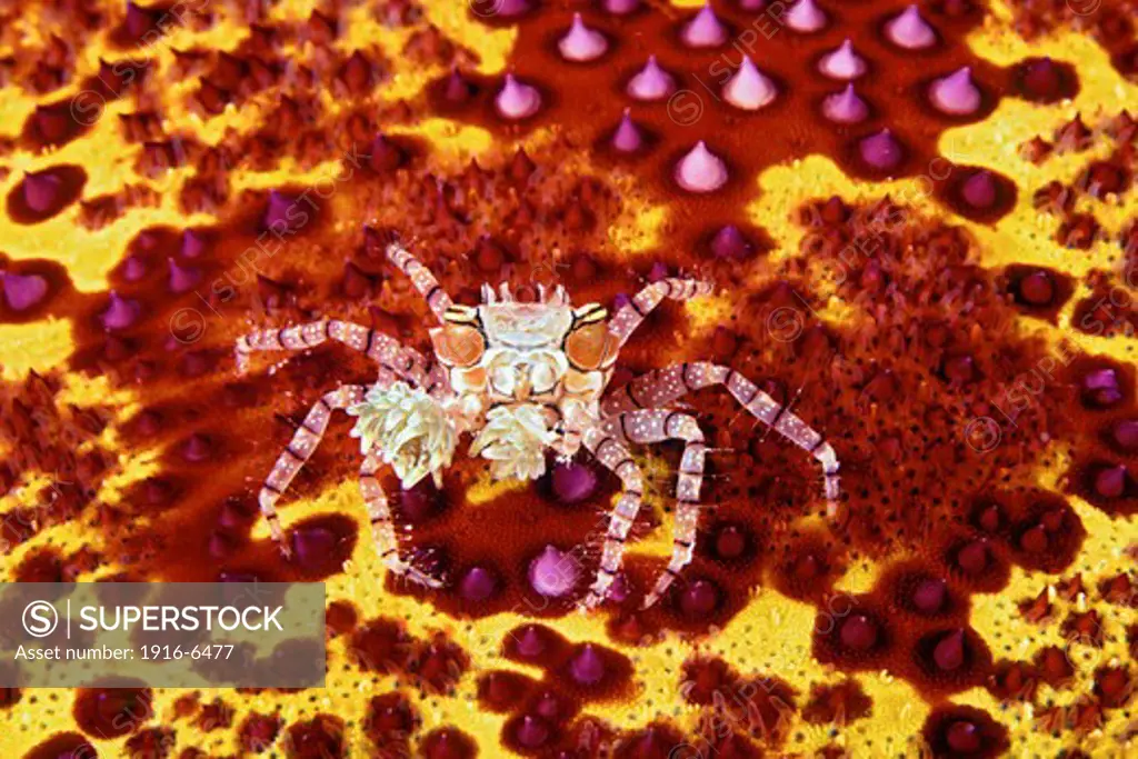 Hawaii, Endemic Hawaiian pom-pom crab or boxer crab, (Lybia edmondsoni), associated with anemones, (Triactis sp)
