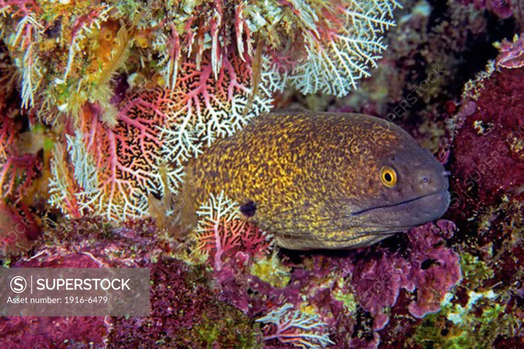 Micronesia, Saipan, Yellowmargin moray eel, (Gymnothorax flavimarginatus), peering out of lace coral, (Stylaster sp)