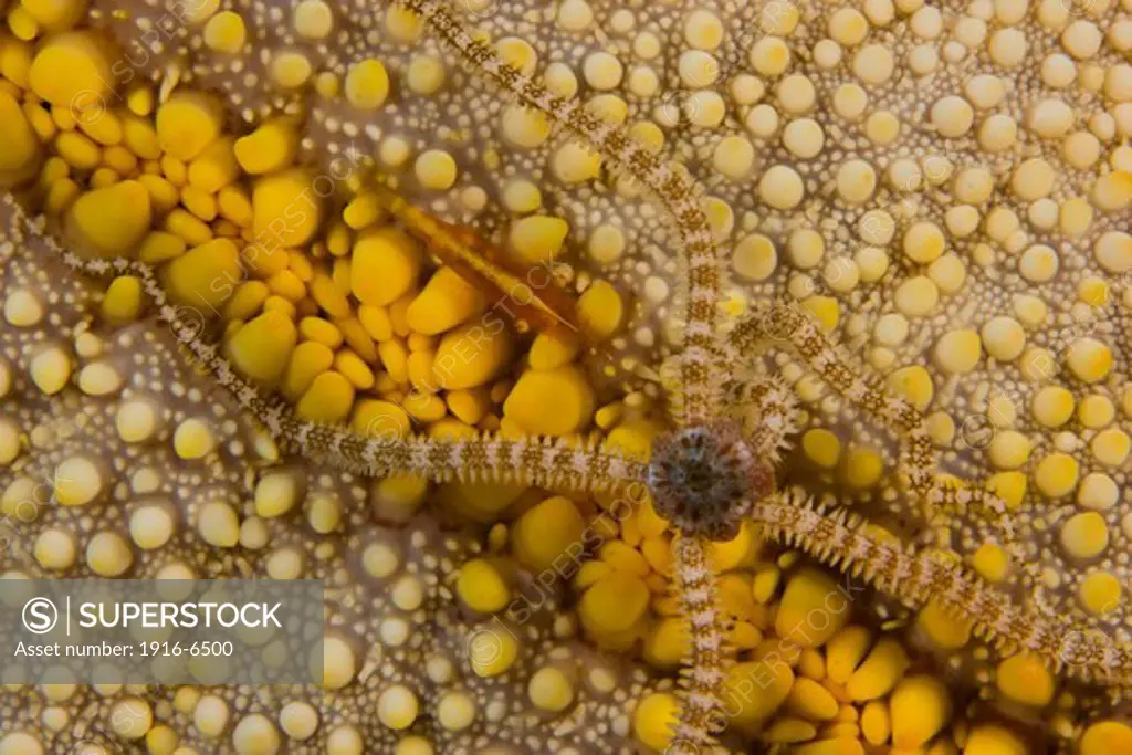 USA, Hawaii, Reticulated brittle star and commensal shrimp on convoluted surface of cushion starfish