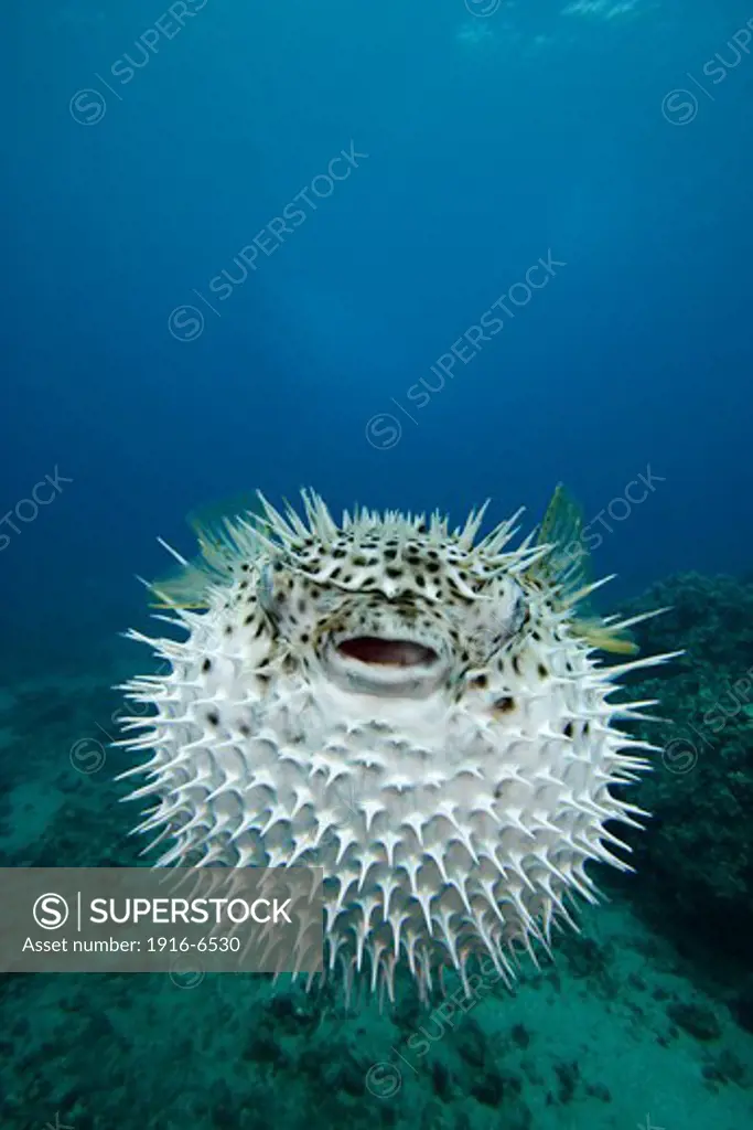 USA, Hawaii, Spotted porcupinefish
