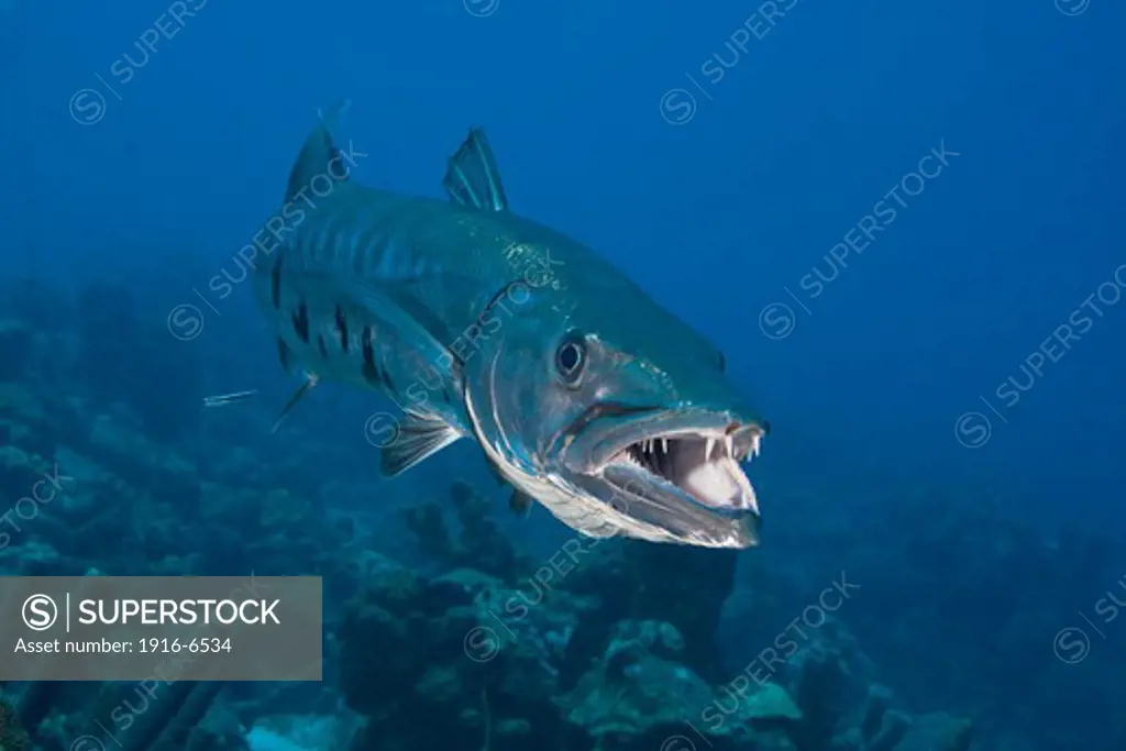 Caribbean, Bonaire, Great barracuda