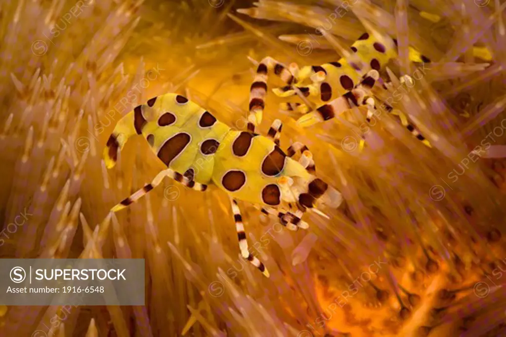 Indonesia, Komodo, Female and male coleman shrimp on fire urchin