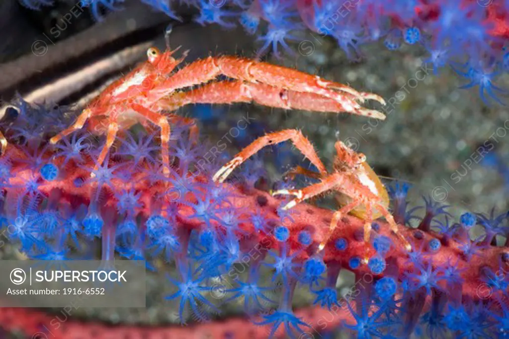 Indonesia, Komodo, Pair of squat lobsters on gorgonian coral