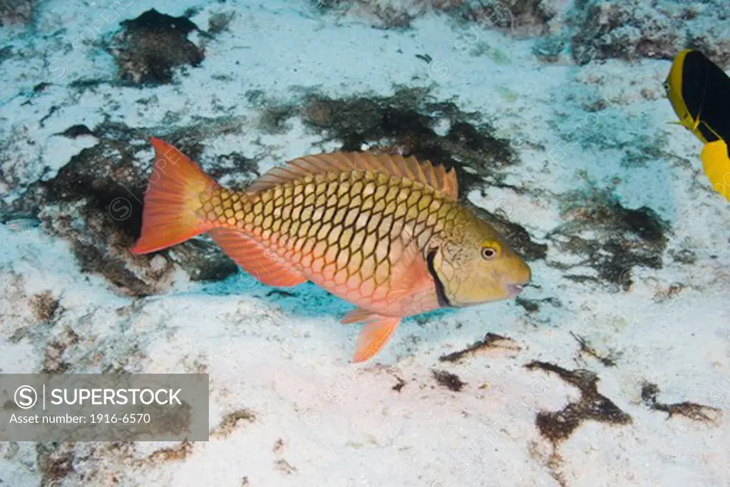 Caribbean, Netherlands Antilles, Bonaire, Redtail parrotfish in female or initial male phase