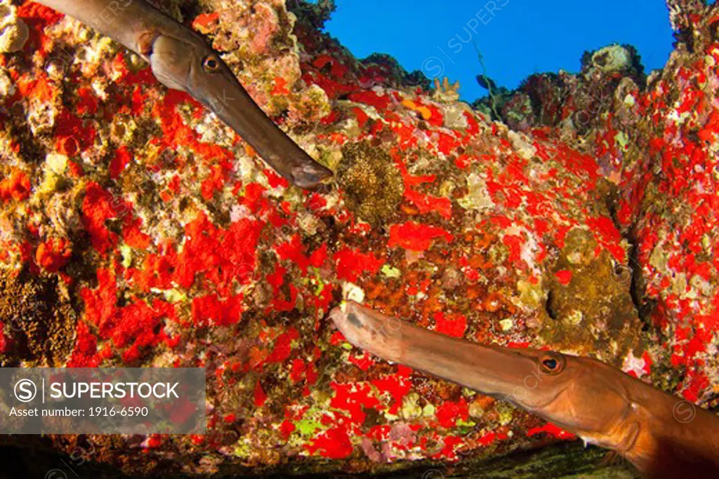 USA, Hawaii, Maui, Two trumpetfishes crossing snouts in front of red sponge encrusted wall