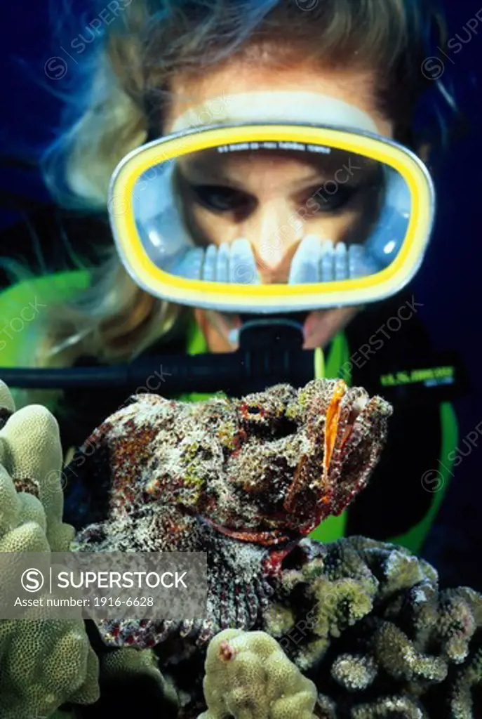 USA, Hawaii, Diver looking at toxic devil scorpionfish
