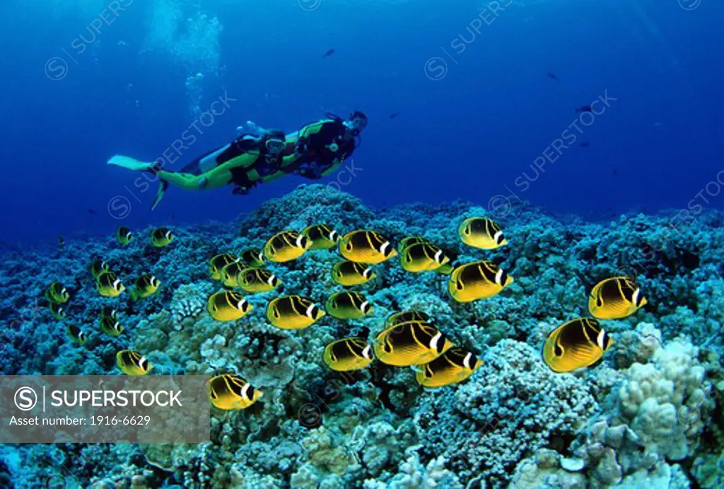 USA, Hawaii, Divers and schooling raccoon butterflyfish