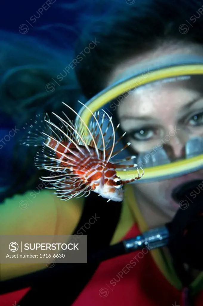 USA, Hawai, Diver looking at endemic toxic Hawaiian turkeyfish