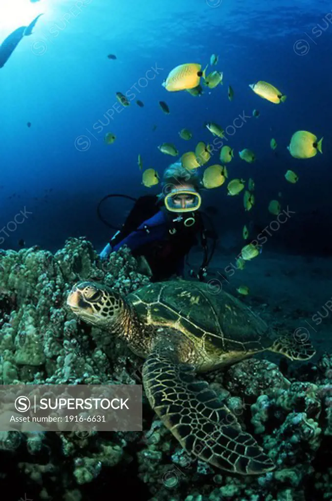 USA, Hawaii, Diver and school of milletseed butterflyfish and green sea turtle