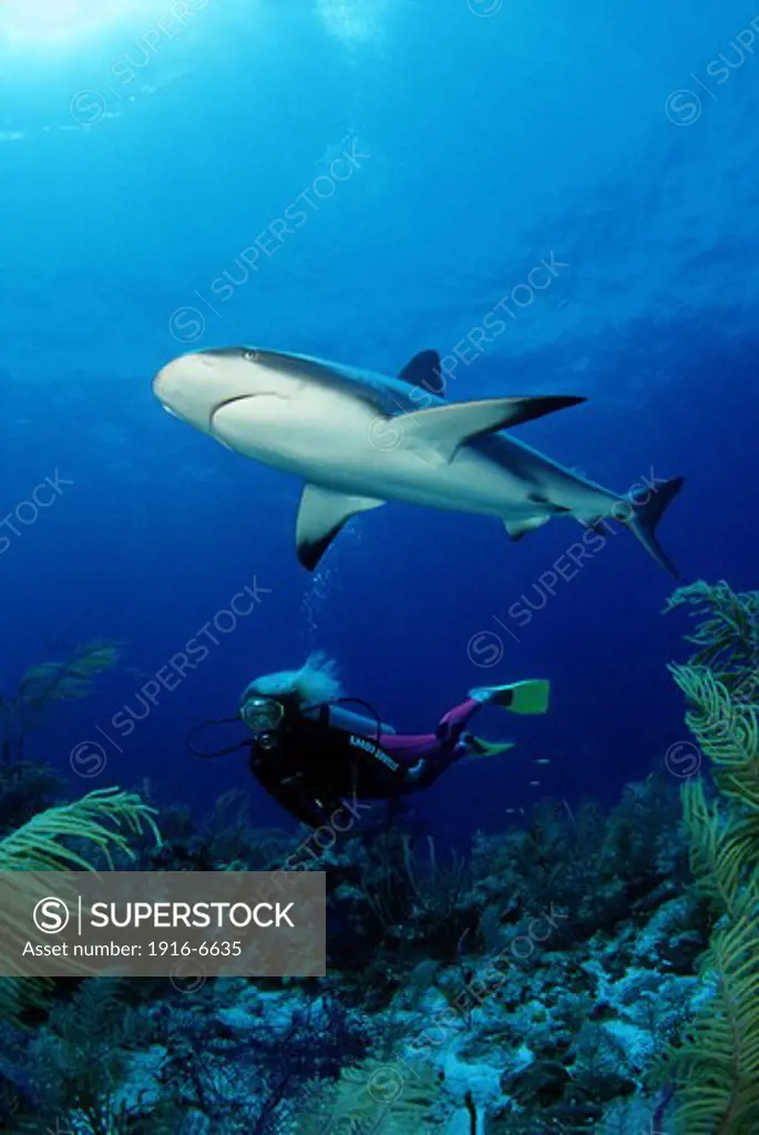 Caribbean, Caribbean reef shark and diver