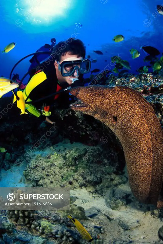 USA, Hawaii, Diver and yellowmargin moray eel
