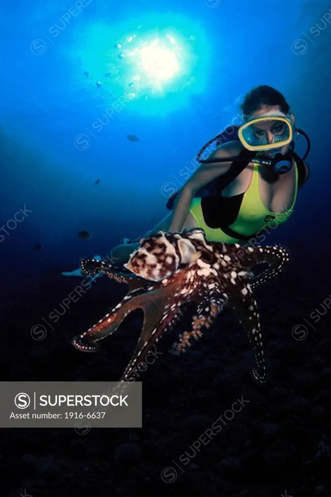 USA, Hawaii, Diver and day octopus