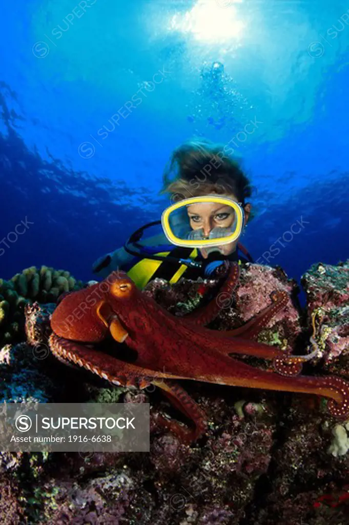 USA, Hawaii, Diver looking at day octopus
