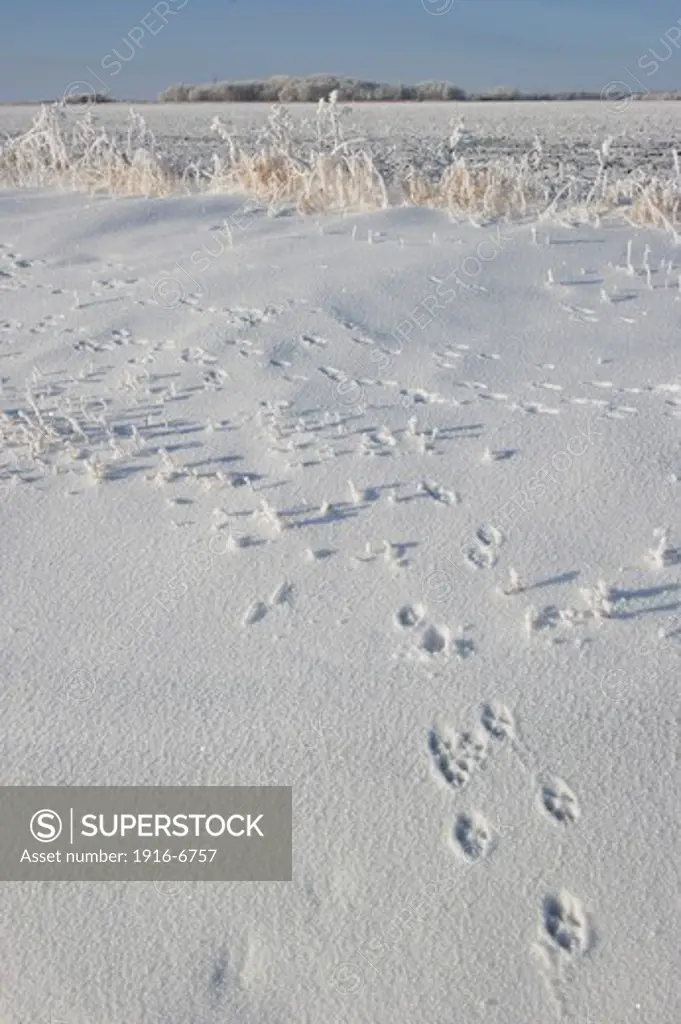 Canada, Manitoba, Kleefeld, Jackrabbit tracks on snowy field with hoarfrost