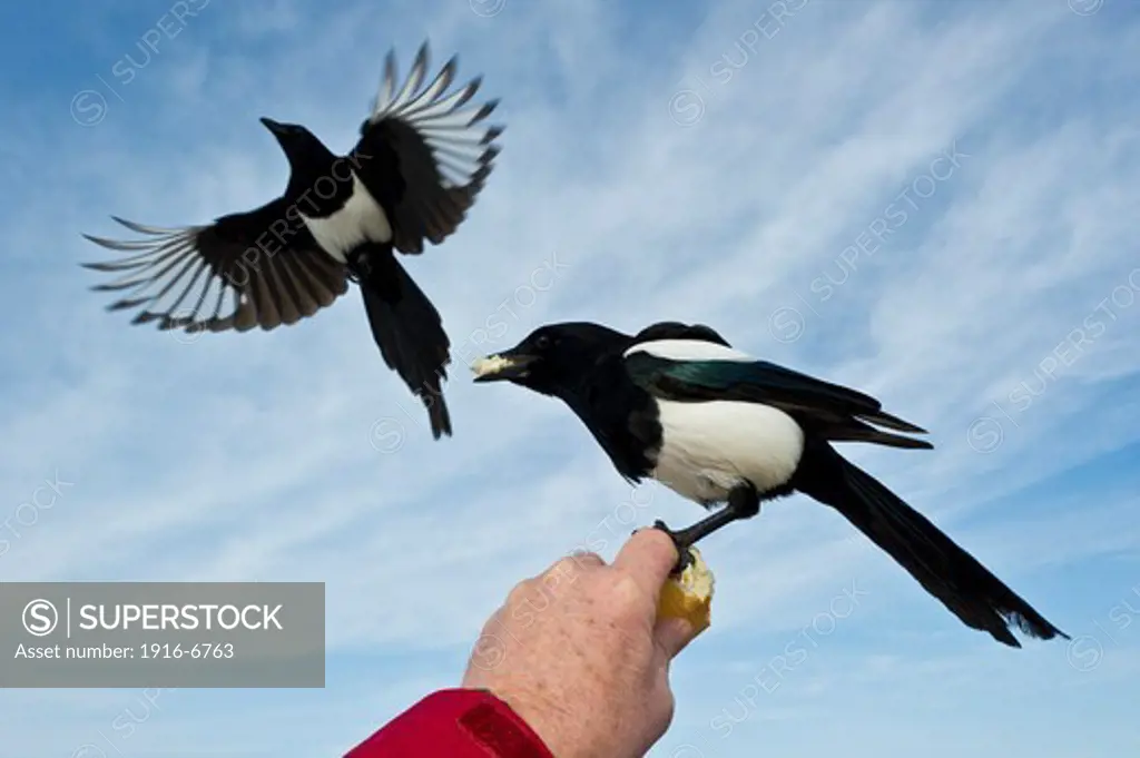 Canada, Alberta, Calgary, Black-billed Magpie (Pica pica) eating out of hand