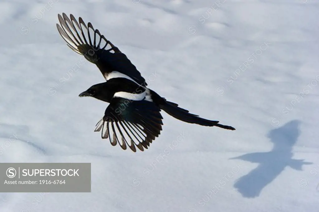 Canada, Alberta, Calgary, Black-billed Magpie (Pica pica) and shadow on snow