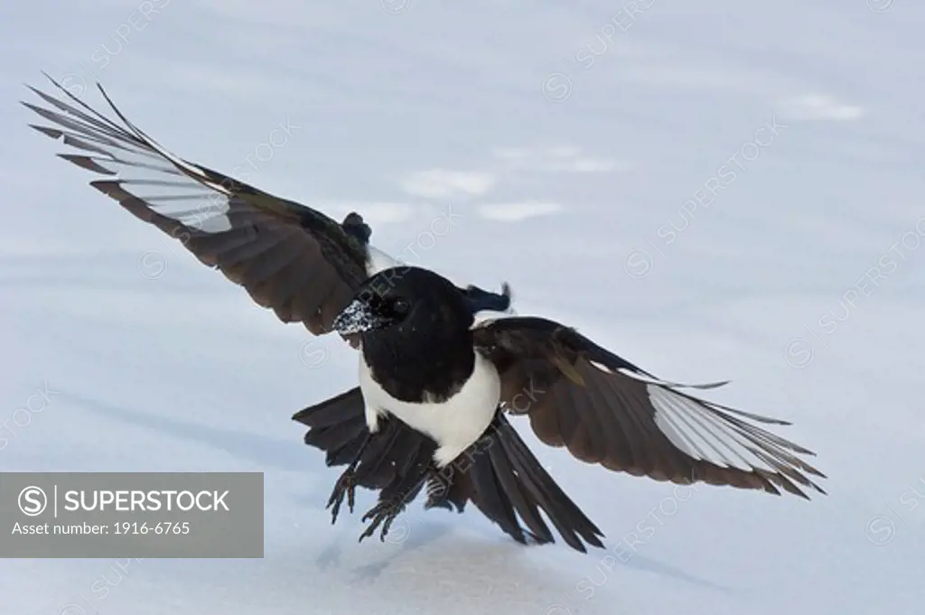 Canada, Alberta, Calgary, Black-billed Magpie (Pica pica) landing in snow