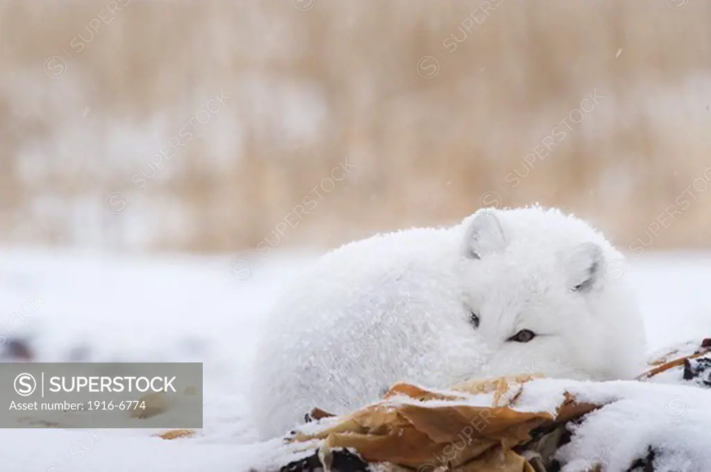 Canada, Manitoba, Churchill, Hudson Bay, lying Arctic Fox (Vulpes lagopus)