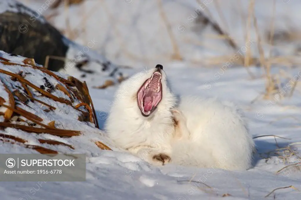 Canada, Manitoba, Churchill, Hudson Bay, yawning Arctic Fox (Vulpes lagopus)