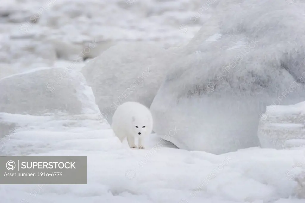 Canada, Manitoba, Churchill, Hudson Bay, Arctic Fox (Vulpes lagopus) on snow