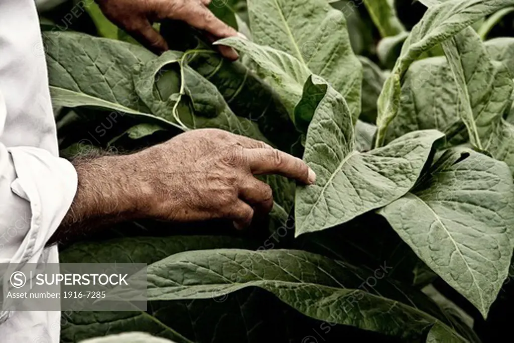 Argentina, Salta, Tobacco worker explaining tobacco leaf morphology