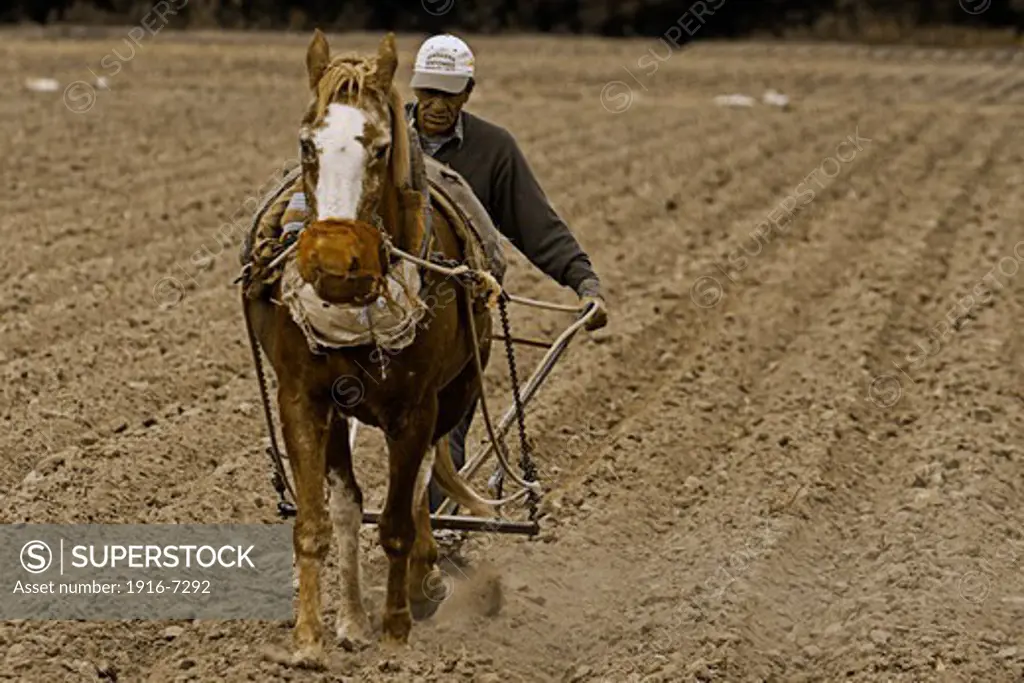 Argentina, Salta, Old man plowing soil with his strong horse