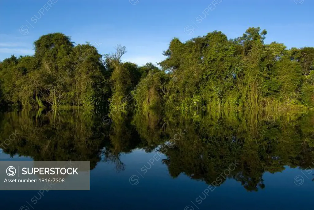 Brazil, Amazonas, Flooded tropical rain forest, Mamiraua sustainable development reserve