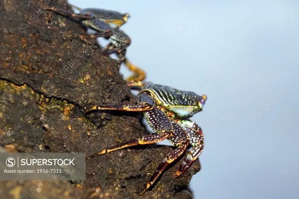 Brazil, St. Peter and St. Paul's rocks, Red rock crab, Grapsus grapsus