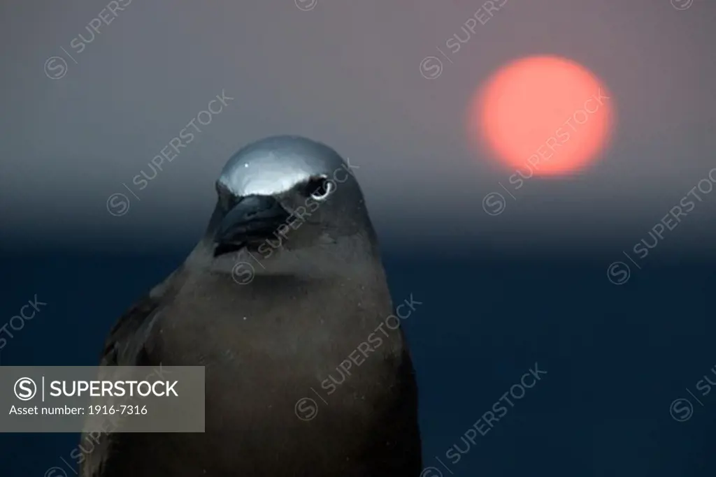 Brazil, St. Peter and St. Paul's rocks, Brown noddy, Anous stolidus and sun