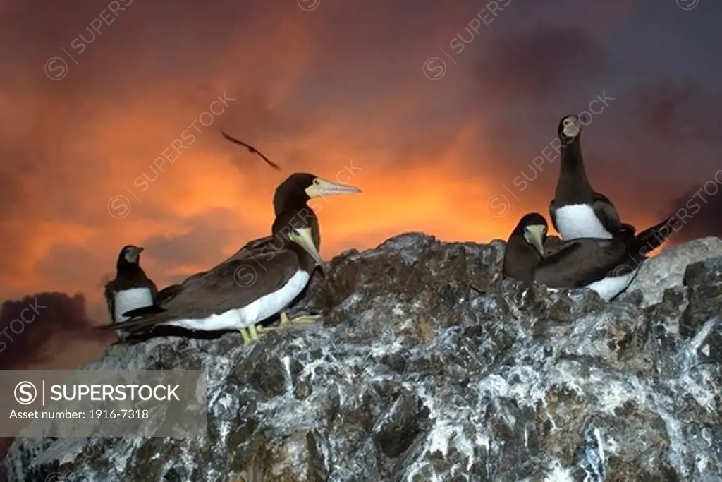 Brazil, St. Peter and St. Paul's rocks, Brown boobies, Sula leucogaster, rookery at dusk
