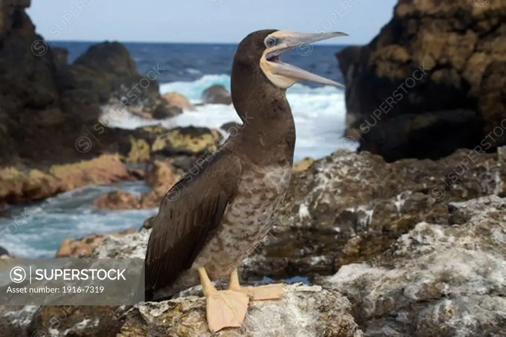 Brazil, St. Peter and St. Paul's rocks, Brown booby, Sula leucogaster, mouth open