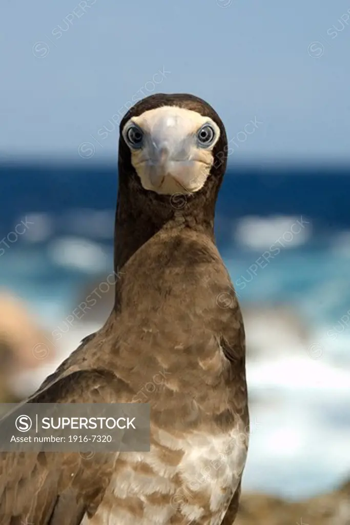 Brazil, St. Peter and St. Paul's rocks, Brown booby, Sula leucogaster