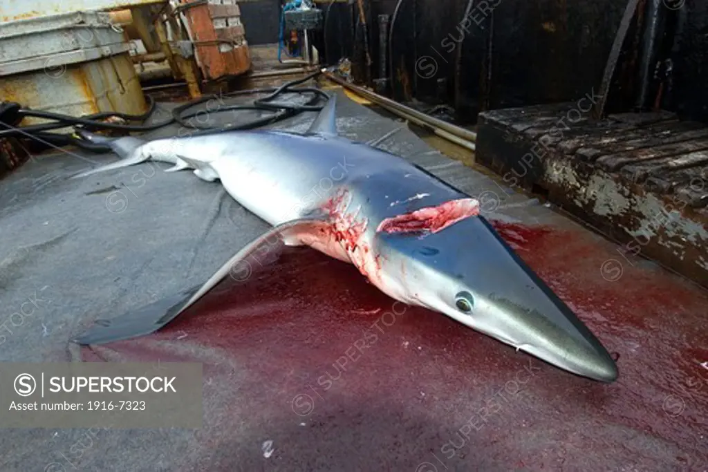 Brazil, Dead blue shark, Prionace glauca, offshore commercial longline shark fishing