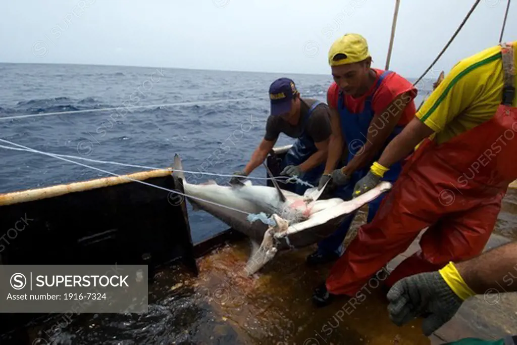 Brazil, Fishermen capture great hammerhead shark, Sphyrna mokarran, offshore commercial longline shark fishing
