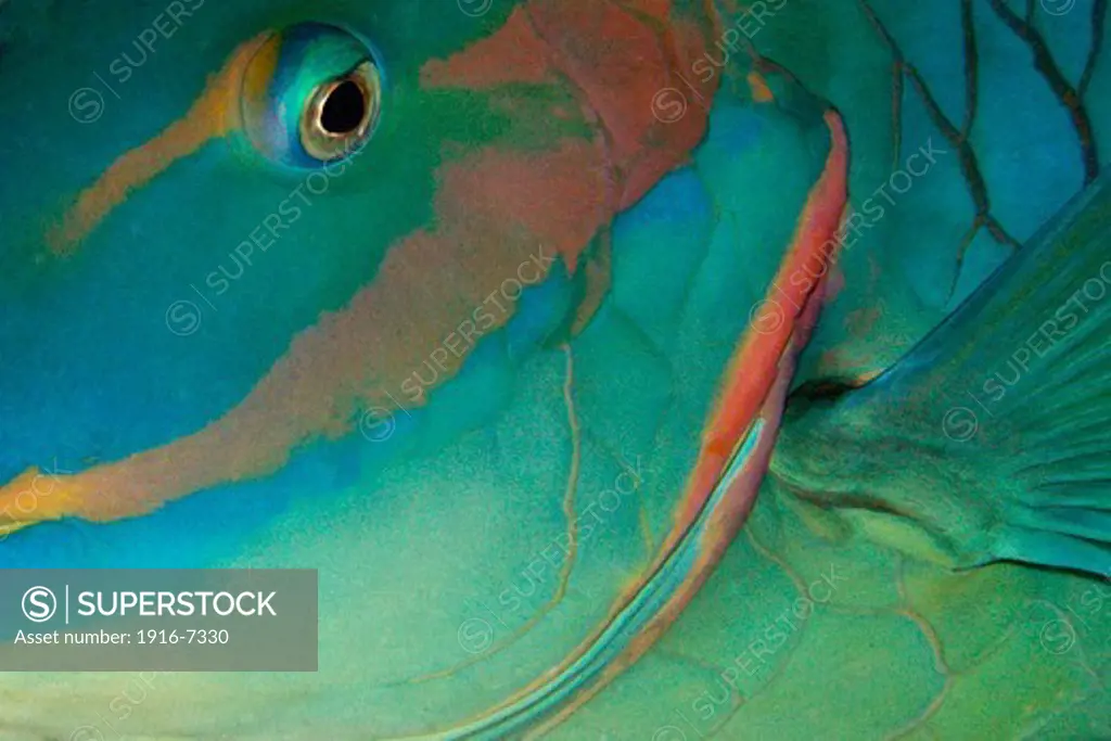 Brazil, Pernambuco, Ponta da Sapata, Fernando de Noronha national marine sanctuary, Parrotfish sleeping, Sparisoma sp., head detail                    .