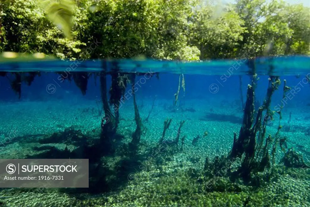 Brazil, Mato Grosso do Sul, Aquario natural, Bonito, Underwater plants and surrounding vegetation, natural freshwater spring preserve