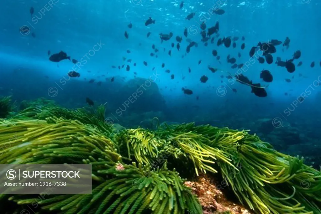 Atlantic Ocean, Brazil, St. Peter and St. Paul's rocks, Green algae, Caulerpa racemosa and black durgon, Melichthys niger, schooling,