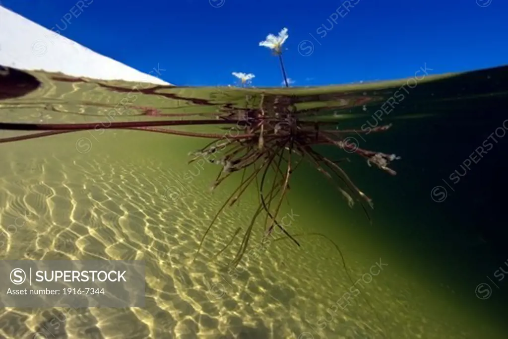 Brazil, Maranhao, Lencois Maranhenses, Freshwater plants in rain water ponds in  middle of sand dunes