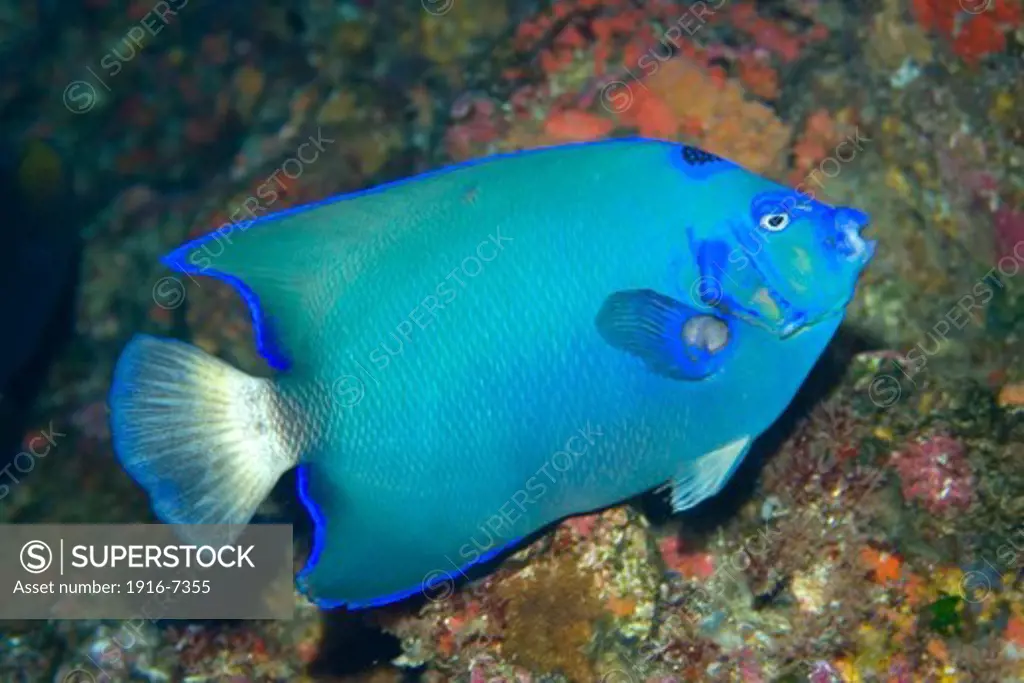 Atlantic Ocean, Brazil, St. Peter and St. Paul's rocks, Queen angelfish, Holacanthus ciliaris, endemic and rare blue morphotype