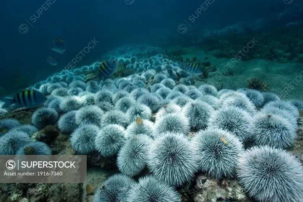 Atlantic Ocean, Brazil, Pernambuco, Fernando de Noronha, Sueste Bay, Outbreak of West indian sea urchin, Tripneustes ventricosus