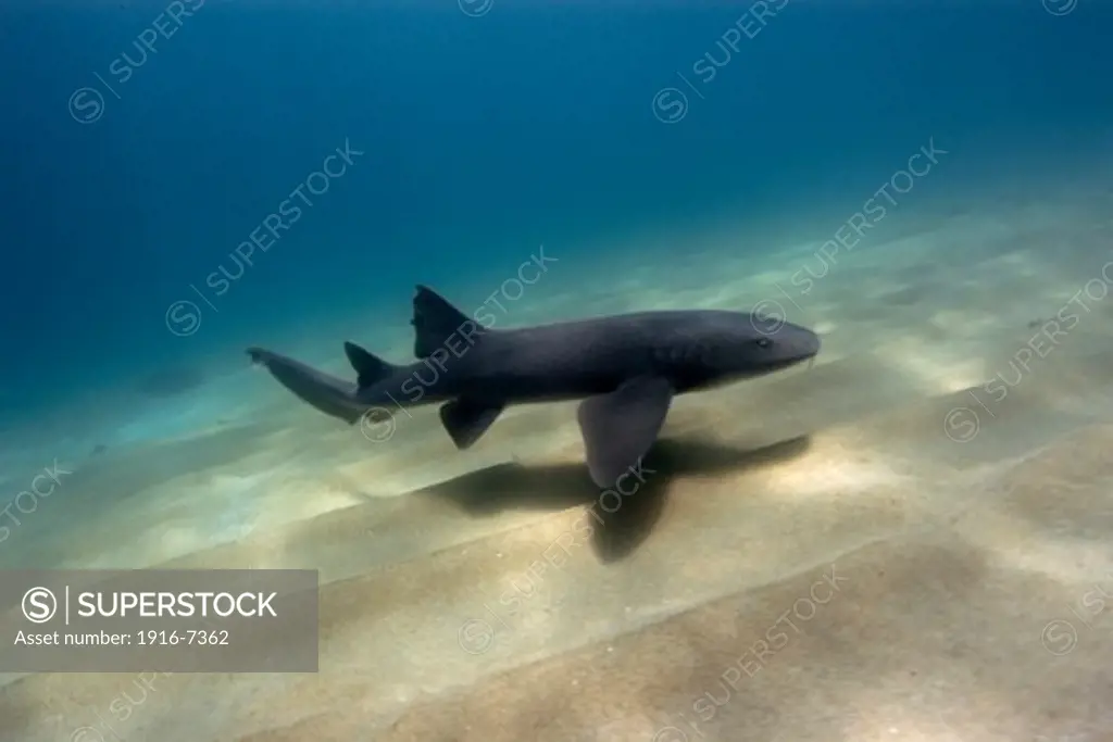 Atlantic Ocean, Brazil, Pernambuco, Fernando de Noronha, Nurse shark, Ginglymostoma cirratum