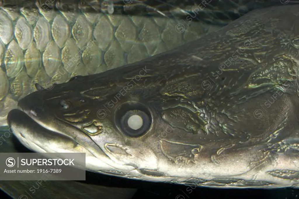 Arapaima or pirarucu face detail, Arapaima gigas;  largest freshwater fish, naturally occurs in Amazon river basin, mainly in Brazil; photo taken in captivity.