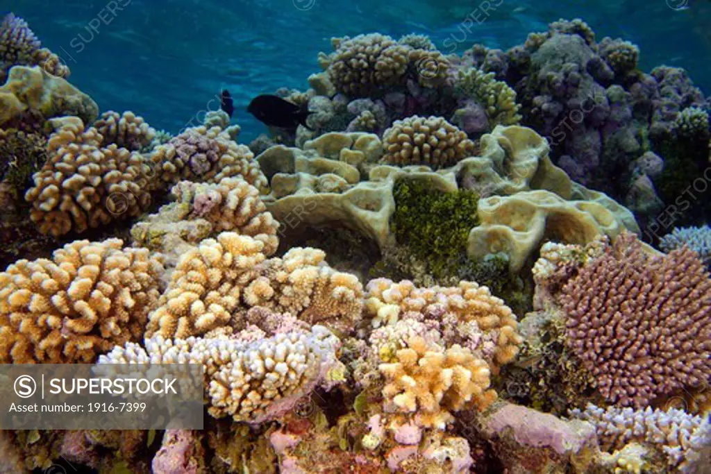 N. Pacific, Namu atoll, Marshall Islands, Highly diverse coral reef, mainly cauliflower coral, Pocillopora spp., and Pavona minuta (background)