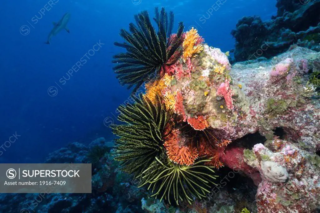 Pacific, Ailuk atoll, Marshall Islands, Red (Lace) coral, Distichopora violacea, feather stars, and juvenile gray reef shark, Carcharhinus amblyrhynchos