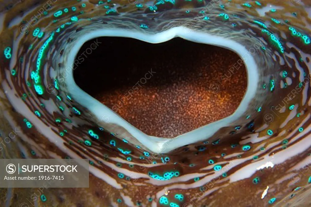 Micronesia, Rongelap atoll, Marshall Islands, Giant clam, Tridacna gigas, siphon detail