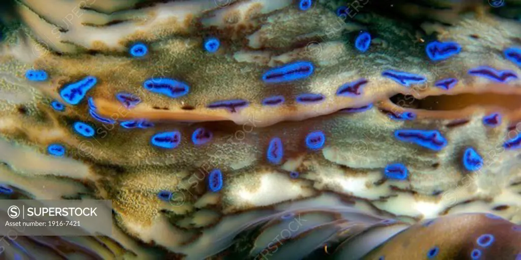 Micronesia, Rongelap atoll, Marshall Islands, Fluted giant clam, Tridacna squamosa, detail of mantle and eye spots