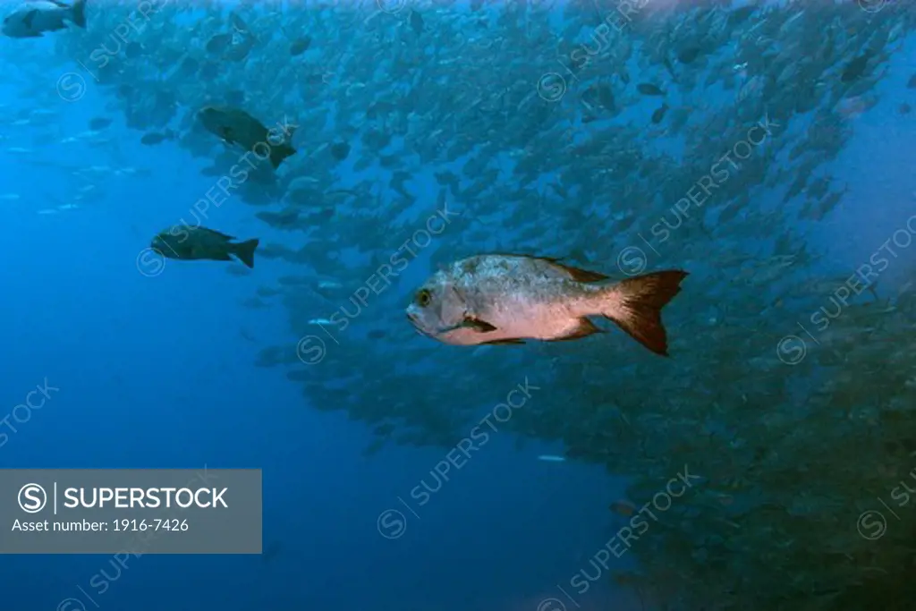 Micronesia, Palau, Blue corner, Black snapper, Macolor niger, swims among thousands of schooling fish