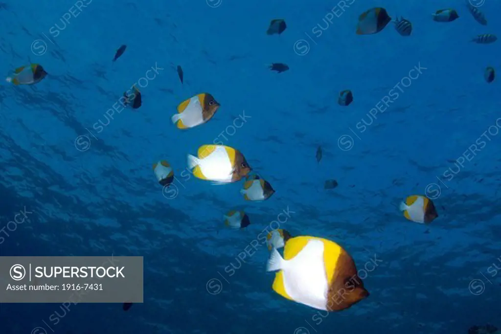 Micronesia, Palau, Aggregation of pyramid butterflyfish, Hemitaurichthys polylepis, Siaes drop-off